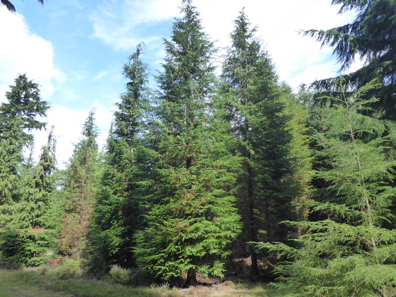 Forest_Research's tweet image. Spring is almost here and with it, we bring attention to the #LawsonCypress and its silent enemy, #PhytophthoraLateralis 🌲🦠☠️

👨‍💼 Matt Parratt, #Observatree Scientific Coordinator shares how to identify the infection and report any possible sightings: ow.ly/EXVE50QvqQX