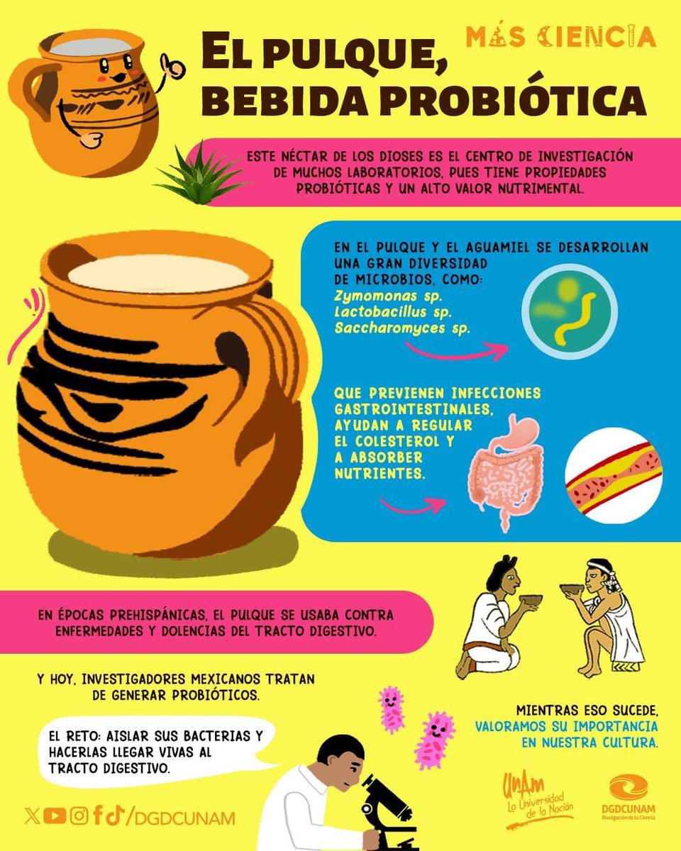 🇲🇽Una de nuestras bebidas mexicanas emblemáticas, además de deliciosa, ha resultado ser objeto de investigación por sus propiedades probióticas.

Hablamos del pulque, ¡una bebida con #MásCiencia!