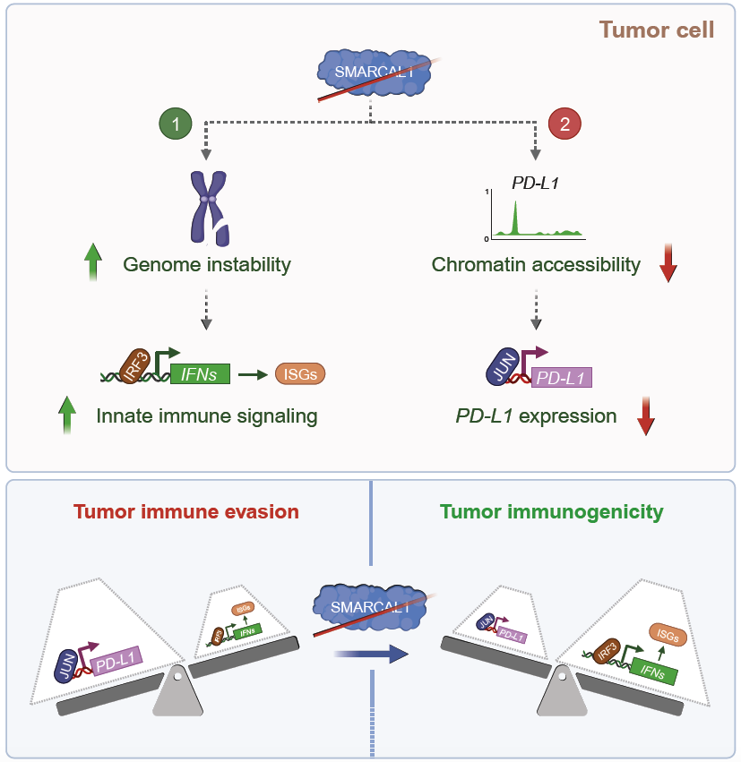 Excited to share our recent study in @CellCellPress led by @GiuseppeLeuzzi_ on the dual role of the DNA translocase SMARCAL1 in regulating innate immune signaling and the expression of the PD-L1 immune checkpoint factor! authors.elsevier.com/a/1iWe5L7PXqPXc