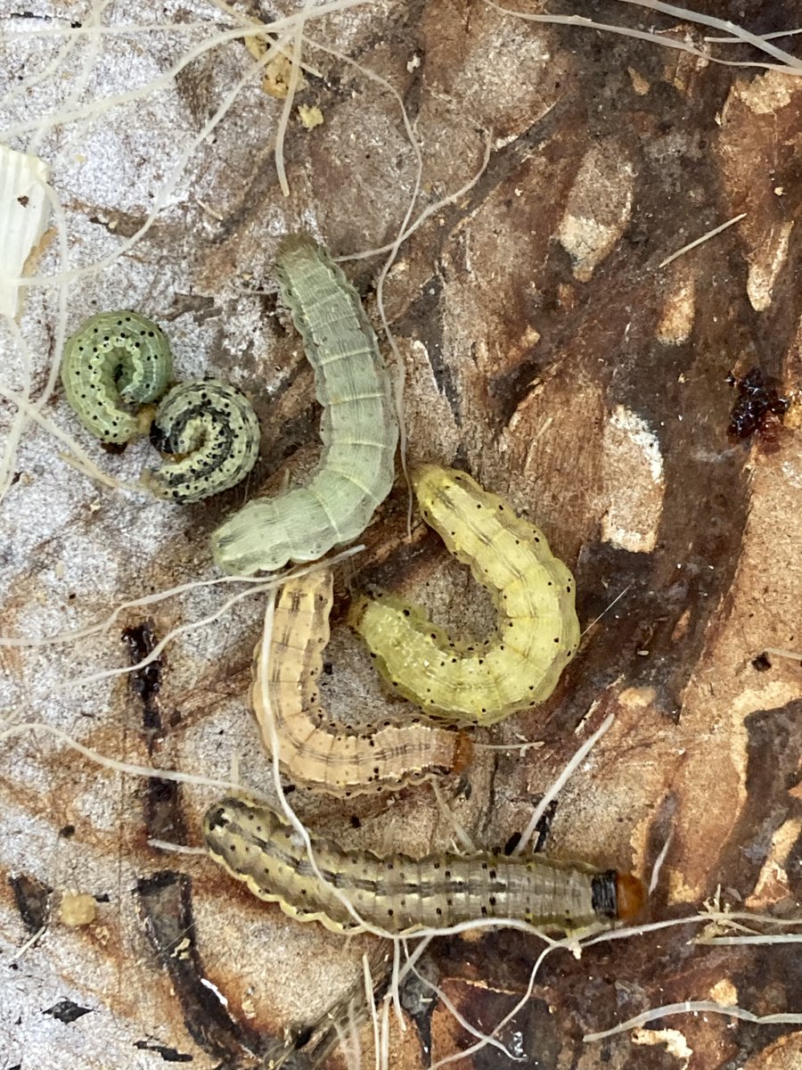 Get summer interns trained for the crop scouting season with the online Crop Scout School at cropprotectionnetwork.org/crop-scouting-…

Tons of topics including weed ID, crop growth, plant disease, pest insects, herbicide injury and much more!

Videos from <a href="/LSUNematology/">Watson Nematology Laboratory</a> <a href="/msturdi/">Max Sturdivant</a> <a href="/ScottGraham72/">Scott Graham</a>