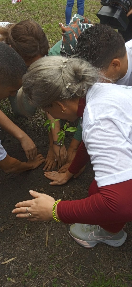 TelloYurianny's tweet photo. Como parte de las actividades por la celebración del 17Aniversario de #ReJac, en #IslaDeLaJuventud,con el fin de promover la educación ambiental de las nuevas generaciones se sembró un arbolito de Roble blanco #PorUnMundoVerde #SentirPinero @ComiteUJCIsla @LisyIsla @UJCdeCuba https://t.co/qcx0ZTxUrz