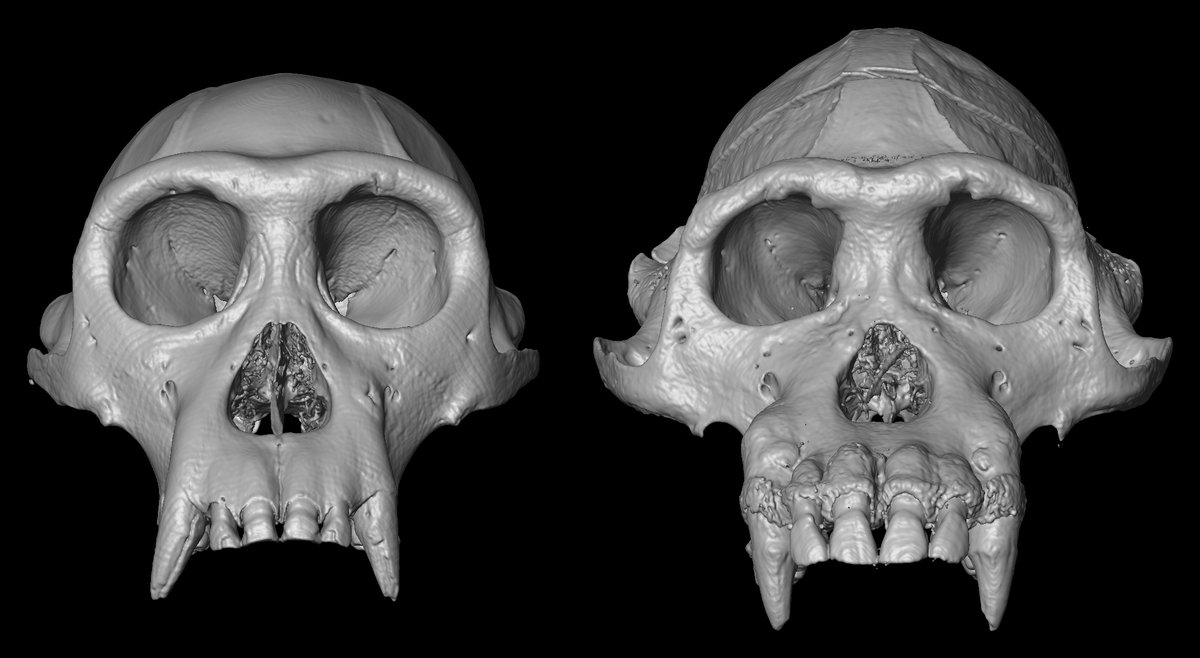 HesterHanegraef's tweet image. One does not look like the other... 🙈 Our paper on differences between the maxillae of wild and captive chimpanzees is now available online @JAnatomy! Open access courtesy of @NHM_Library.

doi.org/10.1111/joa.14…