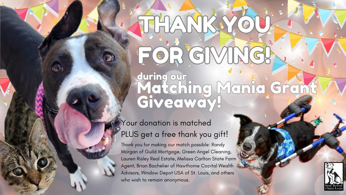 Stray Rescue tweet media