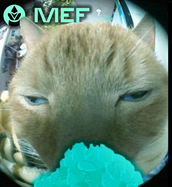 Are you stacking your $MEF?

Refined to give you this POV