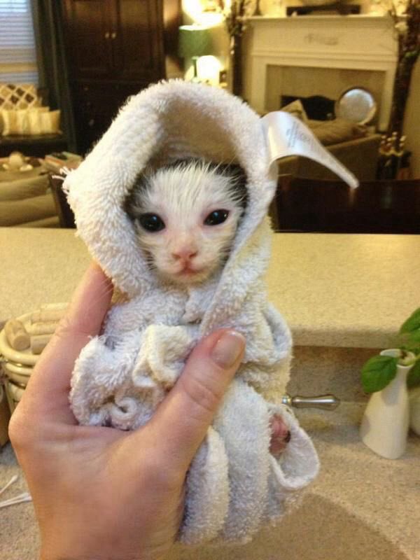 Hum_Blippo's tweet image. i gess baf tym izn t DAT badd..