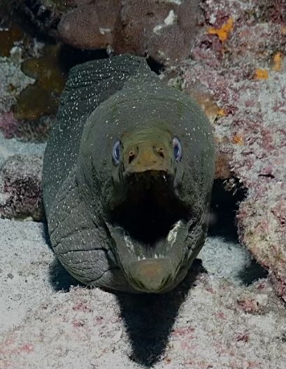 Reporting from Galapagos; told this Moray about Trump and got this reaction..