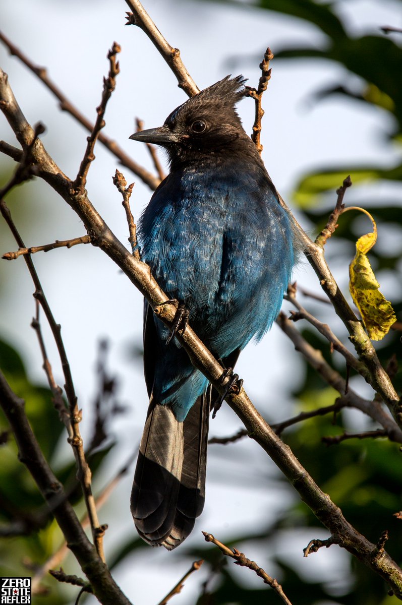 ZeroStateReflex's tweet photo. Steller's Jay, Seattle
#stellerjay #canon #5dmark3 #seattle https://t.co/Jitd9kB7Lp