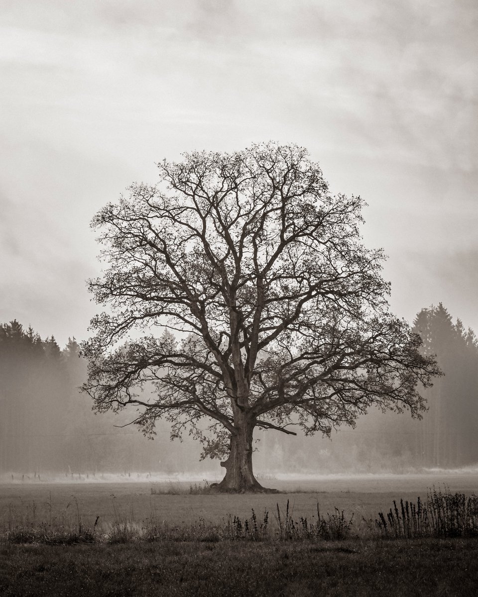 FelerPeter's tweet photo. Oakland

#treephotography #baumfotografie #oaktree #oak #eiche #eichenbaum #oakland #naturephotography #naturephoto #naturfotografie #naturfoto #deutschland #germany #niedersachsen https://t.co/1noF7ayUcn