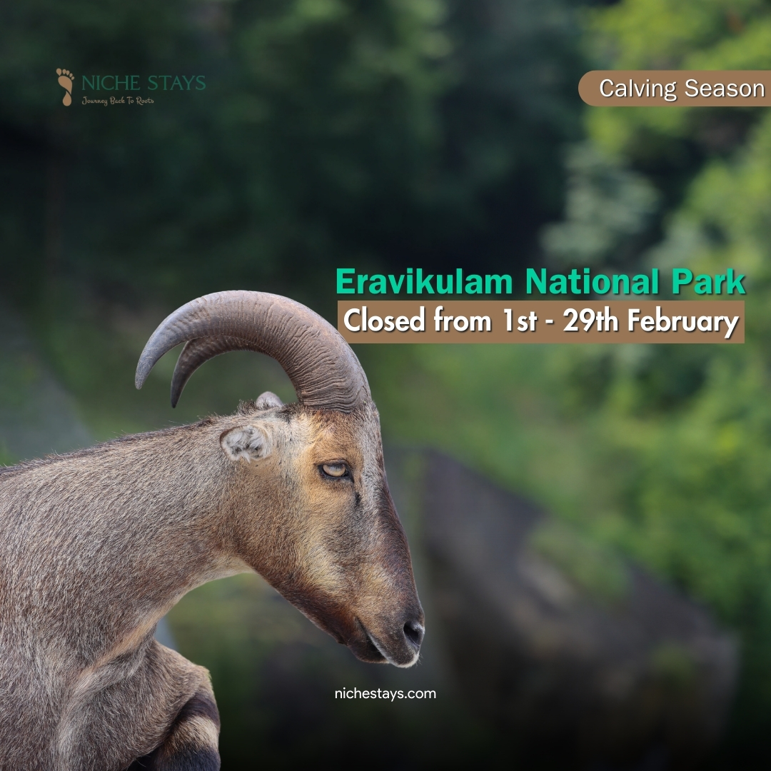 Eravikulam National Park is closed to visitors from February 1st to 29th. This temporary closure is in place to facilitate the calving season of the Nilgiri Tahrs. 

#EravikulamNationalPark #ClosedForACause #ProtectOurWildlife #NatureLovers #NilgiriTahr #BreedingSeason