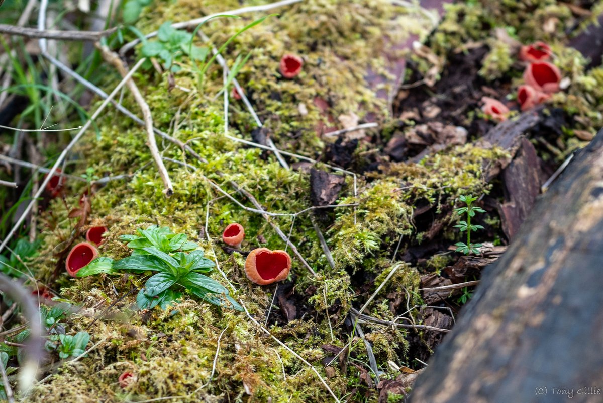 We spotted our first Scarlet Elf cups (Sarcoscypha austriaca) of the season today. Such a bright colour on a grey day! According to #folklore, Elves use them to drink the morning dew. However early we're there, we still haven't seen them doing it! 🙃 #Fungi #OxfordshireFens #OX3