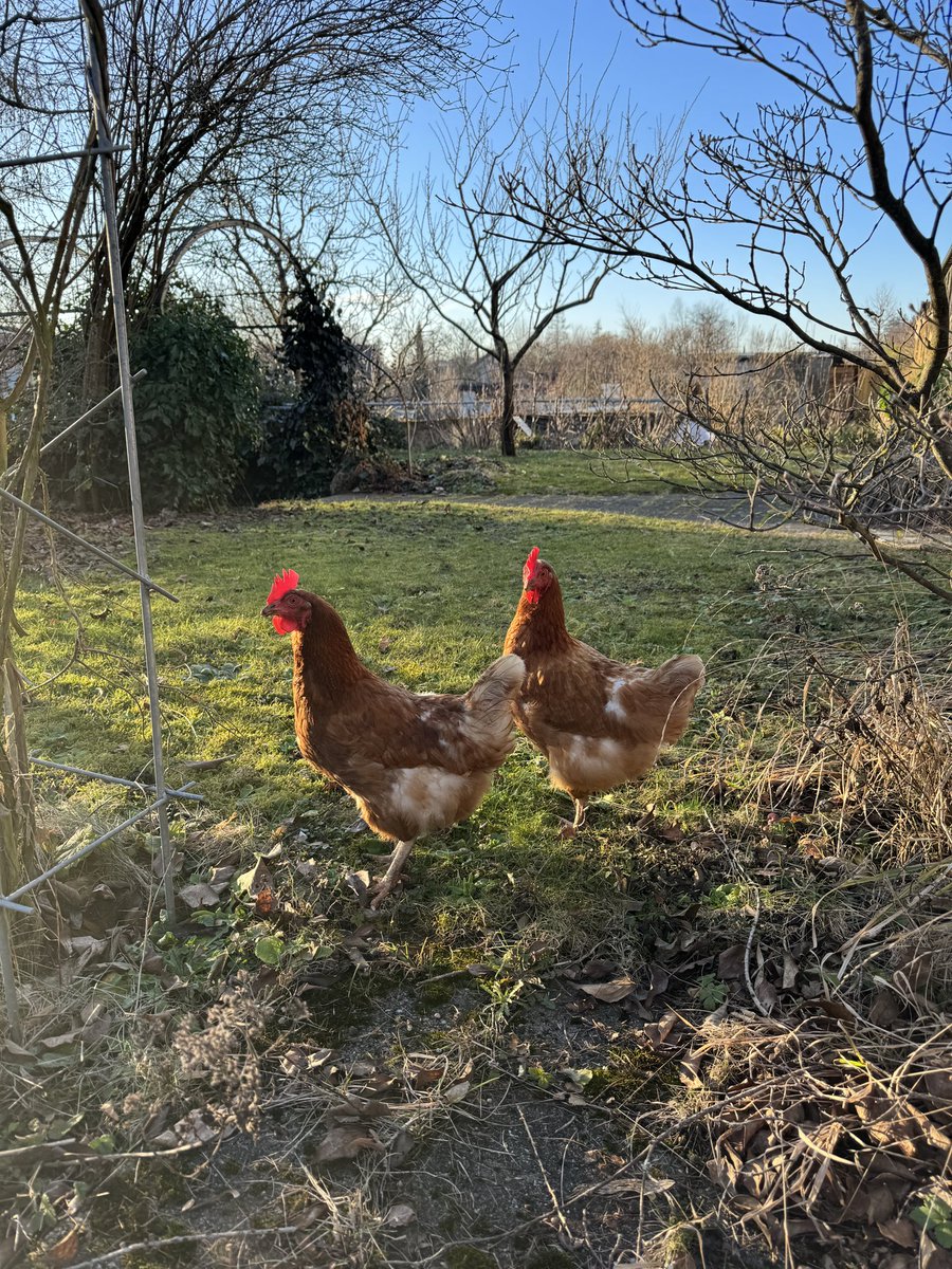 Vermisst jemand Hühner in Worb? Bei mir sind drei im Garten gelandet…