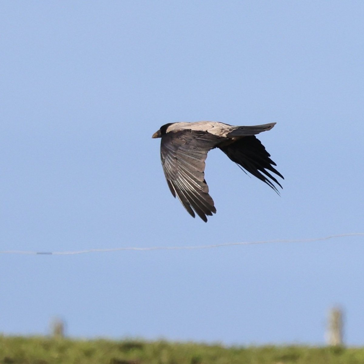 Hooded Crow Alderney Channel Islands @Britnatureguide #BirdsSeenin2024 @Natures_Voice @_BTO @AlderneyWT @BirdGuides @GuernseyBRC @LaSocieteG #TwitterNatureCommunity #TwitterNaturePhotography #birdphotography