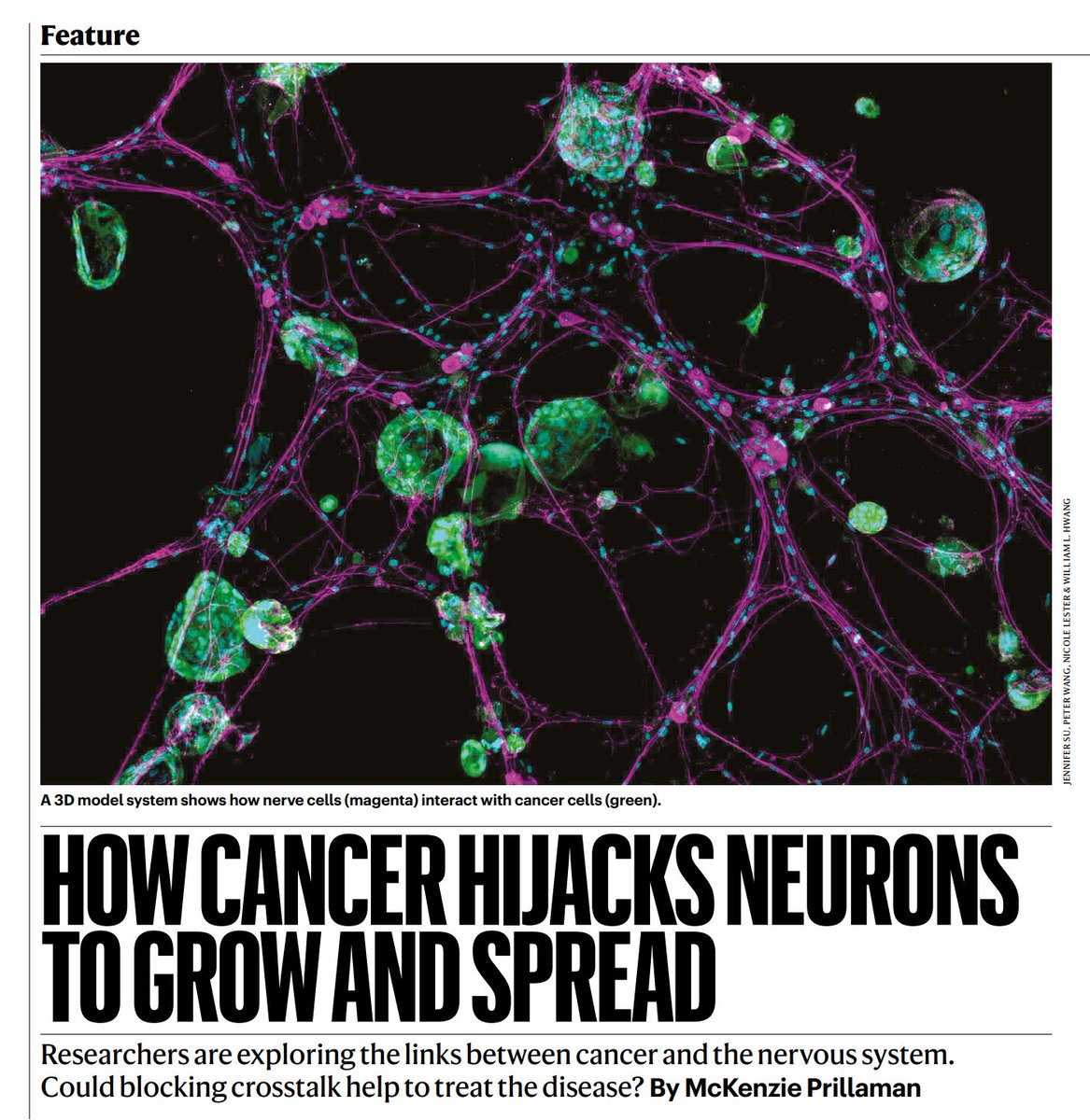 Thank you @Nature for featuring our lab's #CancerNeuroscience image on the front page of nature.com this week! Good timing for the upcoming #CancerNeuroscienceSymposium @MDAndersonNews being held February 28-March 1, 2024 👉mdanderson.cloud-cme.com/course/courseo…