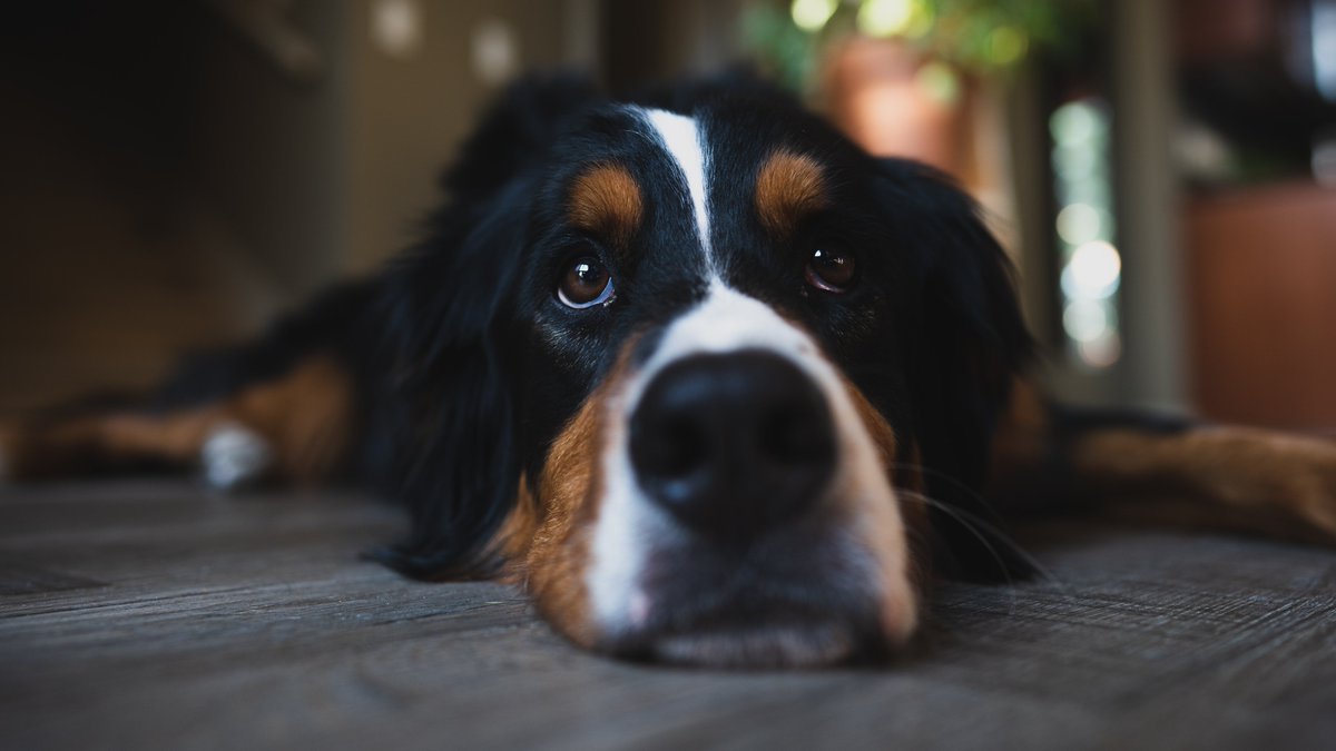 EDITORatWORK's tweet photo. #Bernese_Mountain_Dogs VIDEO LINKS TO BERNESE MOUNTAIN DOGS #bigdogs #BerneseMtnDogs
https://t.co/5wMGXK98dW https://t.co/PXw7PQ1CHG