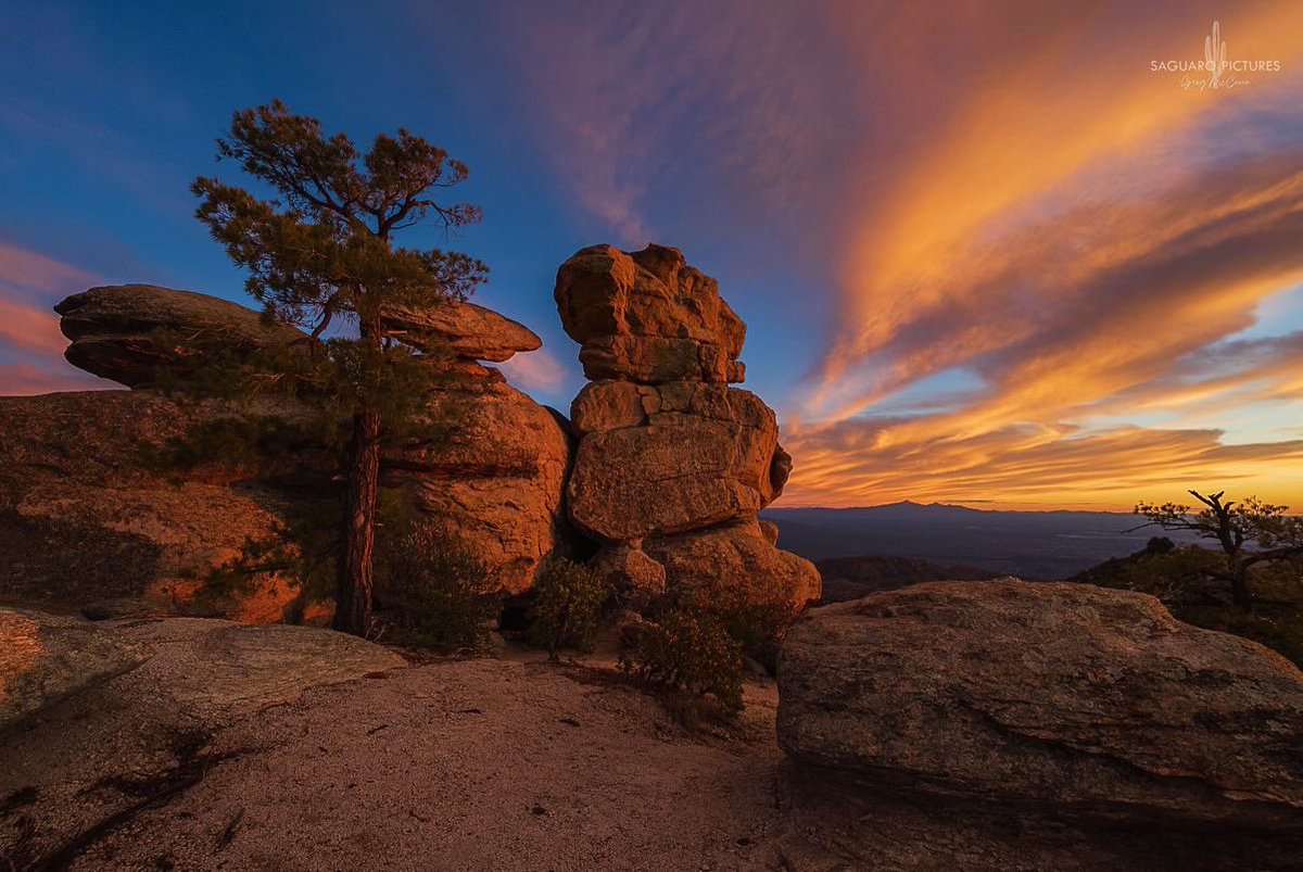 Greg McCown tweet media