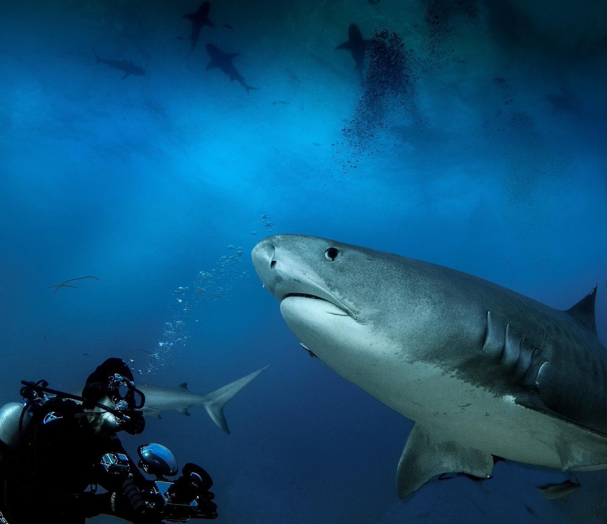 Reposted from @silenthunter_pty Diving and video shooting with a few Tiger Sharks #sharkresearch #sharkphotography #sharkdiver #sharkconservation