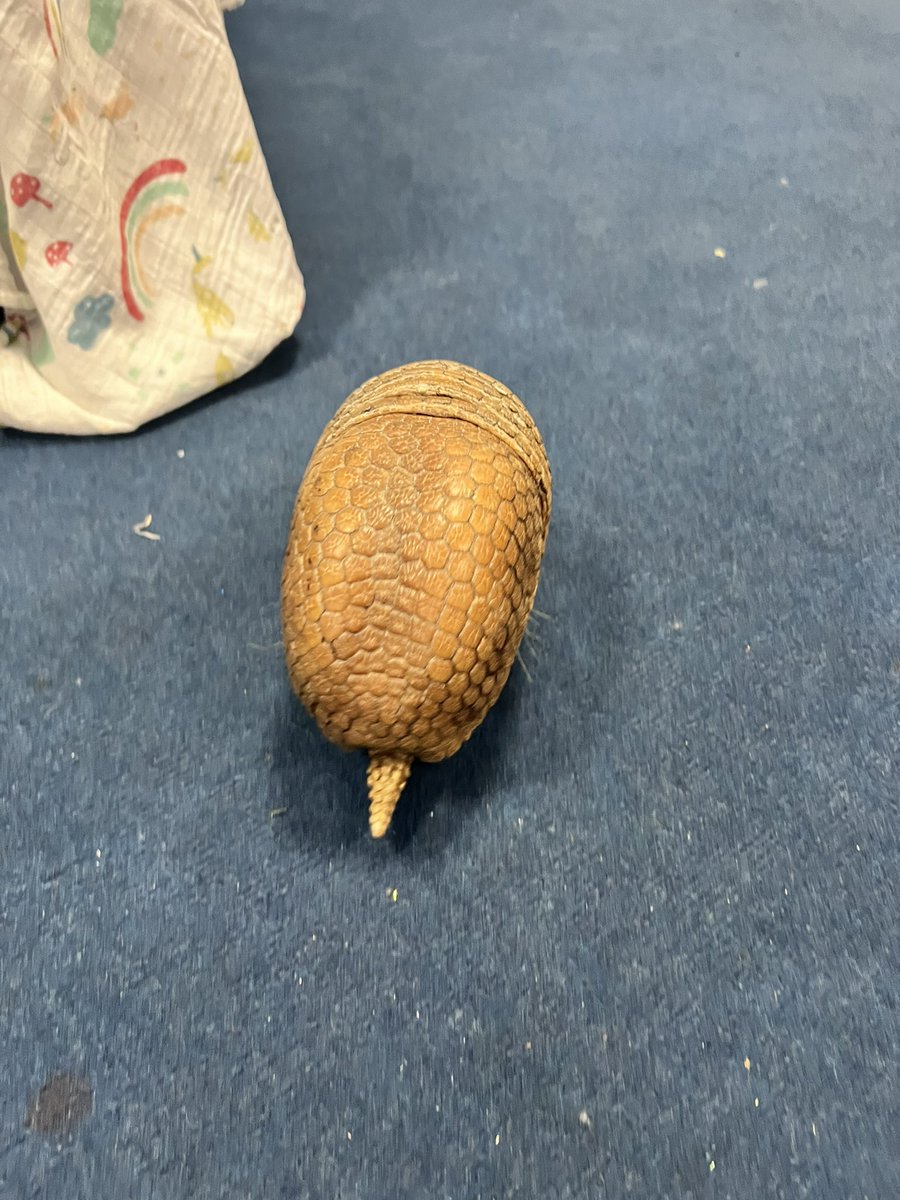 TrinityRdPrim's tweet photo. Dobby the Armadillo is here as well - but he’s a little shy! https://t.co/6VdQ8wqXt6