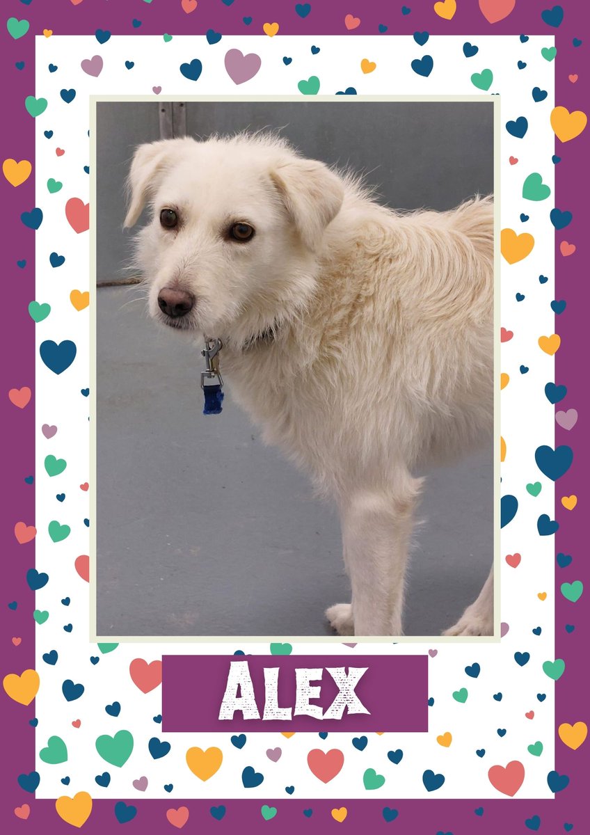 OakwoodRescue's tweet image. Alex would like you to retweet her so the people who are searching for their perfect match might just find her 💚🙏 oakwooddogrescue.co.uk/meetthedogs.ht… 
#teamzay #dogsoftwitter #rescue #rehomehour #adoptdontshop #k9hour #rescuedog #adoptable #dog