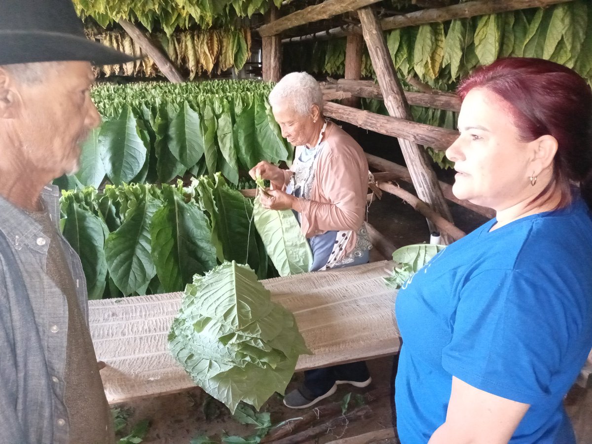 RonaldH01398354's tweet photo. Visita de la Primera Secretaria del #PCC en la provincia las zonas tabacaleras de Piloto junto a autoridades del municipio se van ha áreas de siembra y beneficio en #ConsolacióndelSur
@DiazCanelB @DrRobertoMOjeda @YamileRamosCord https://t.co/L1wjQeZCRS