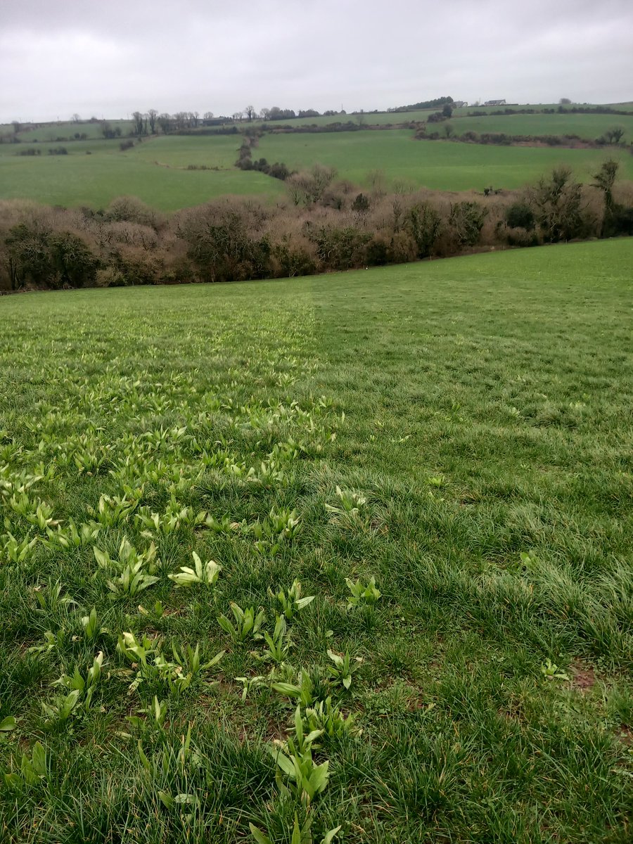 DAFM multi species mix on right, my own mix on left sold by Precision Pastures. Same paddock same treatment all last year. Sown autumn 2022. Next to no herbs left in DAFM mix. <a href="/bryanjdaniels/">Bryan Daniels</a> <a href="/Daithi_fenno/">David Fennelly</a> <a href="/IrishGrassland/">Irish Grassland Association CLG (IGA)</a> <a href="/PastureBase/">PastureBase Ireland</a>