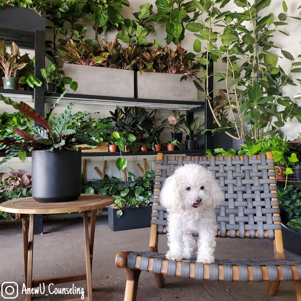 When Einstein sees a treat during our self-care photo session... 😂 #EinsteinWednesday #TreatChaser 
.
.
.
#wednesday #humpday #einstein #puppy #dog #puppiesofIG #dogsofIG #doglife #dogsofinstagram #puppiesofInstagram #poodle #toypoodle #teacuppoodle #coaching #mentalhealth