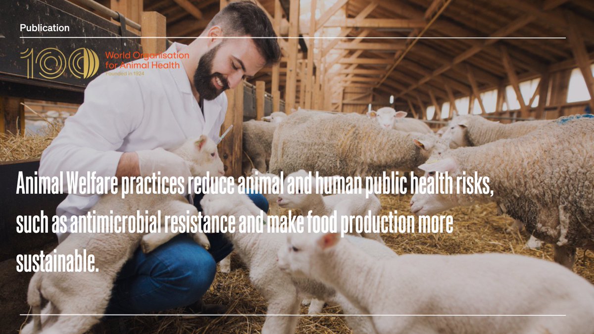 Animal welfare is a complex and sensitive issue. Many human activities that affect or involve animals – including livestock farming – must undergo transformative adaptations to remain sustainable. In our latest paper, we address the need for a paradigm shift in the way humans