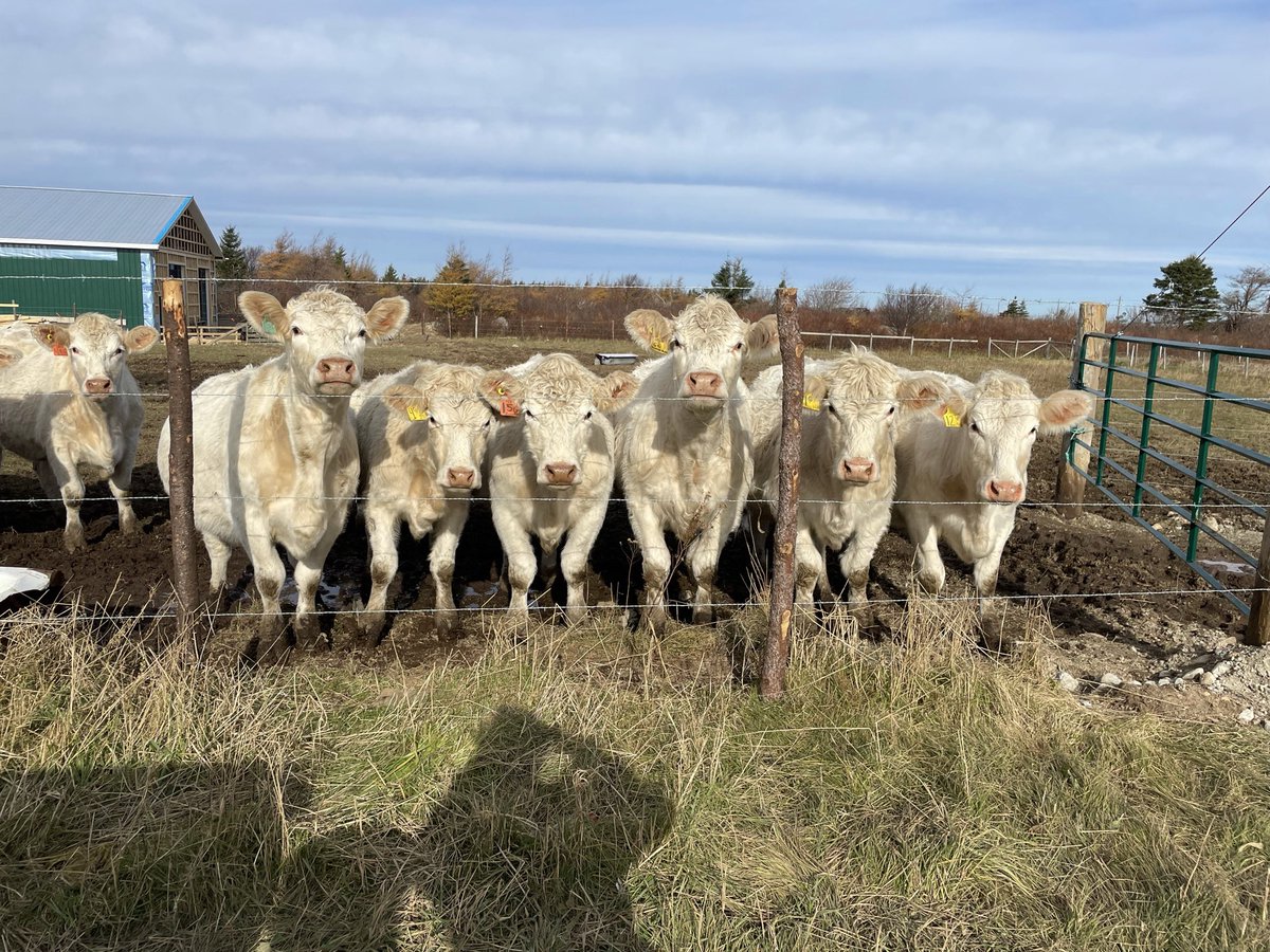 Check out our brand new website and ordering online page! Exciting things are happening!!
beothuklivestock.com