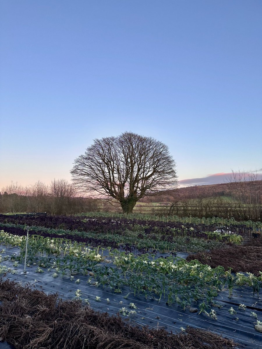 lenclume's tweet photo. It is such a joy to see the Our Farm team receive the @GoodFoodGuideUK ‘Best Farm to Table Restaurant’ award for the ‘A Day at Our Farm’ experience that launched last summer.
Keep your eyes peeled for new ‘A Day at Our Farm’ dates coming soon.
#atourcore #ourfarm https://t.co/MgpAbK5URL