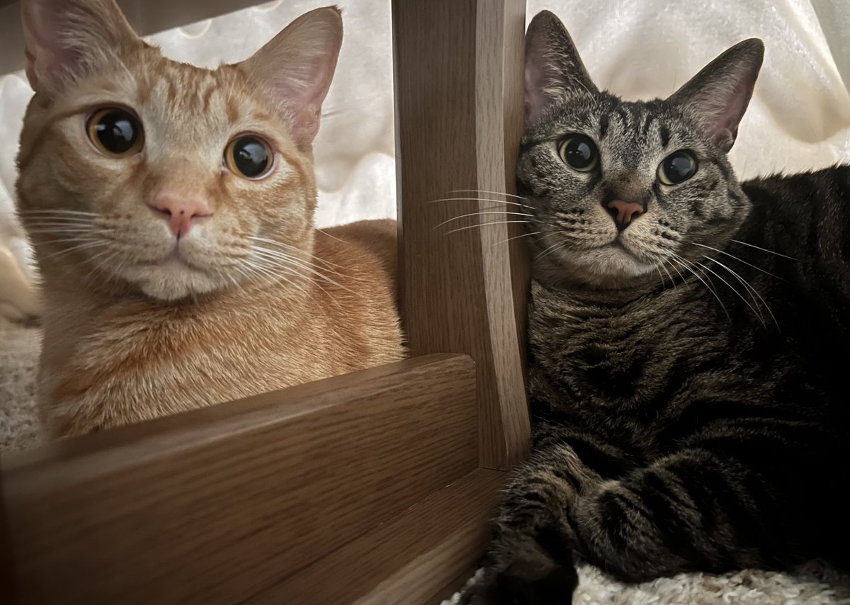 minana0125's tweet photo. かわうぃ

#猫好きさんと繋がりたい
#茶トラ猫 #キジトラ猫
#猫のいる暮らし https://t.co/qDNT7scNIc