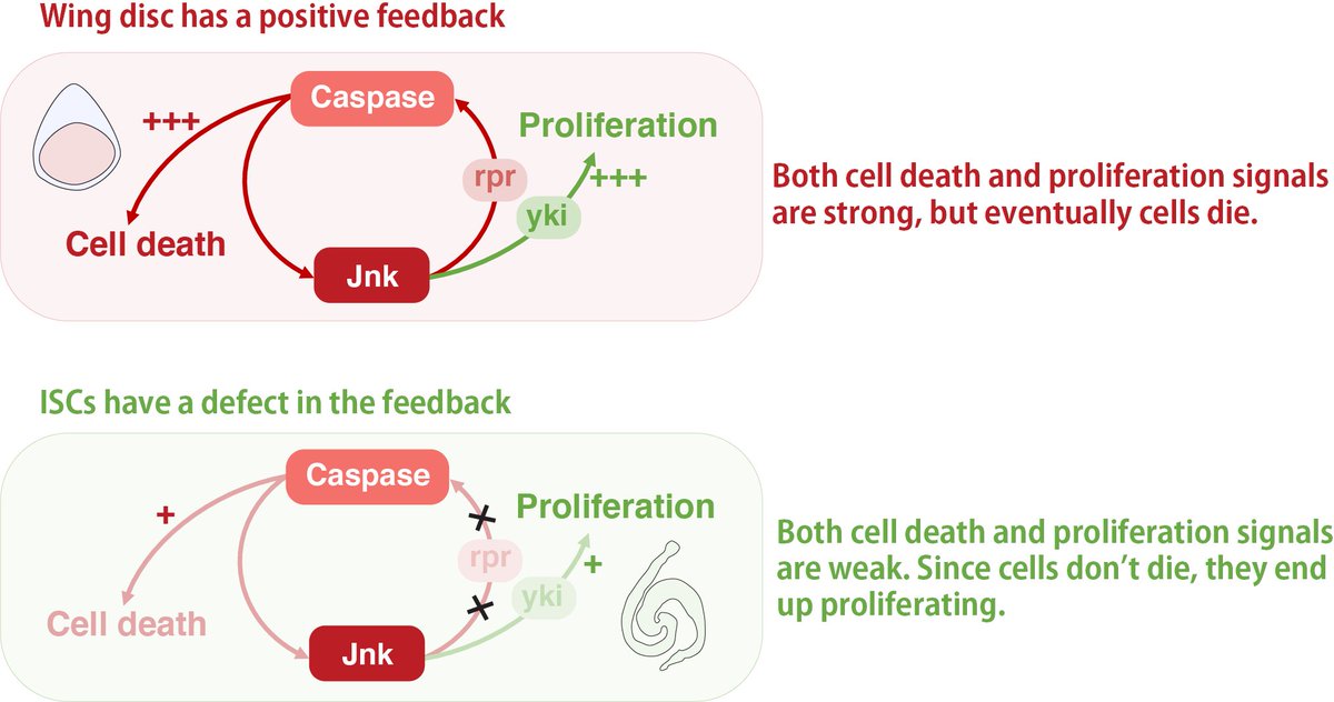 Yoo_Lab_RIKEN's tweet photo. 4. On the other hand, we found that ISCs have a defect in this positive feedback loop of caspase activation. With weak caspase activation, cells cannot die, so they end up proliferating. https://t.co/o6VLEub8xD