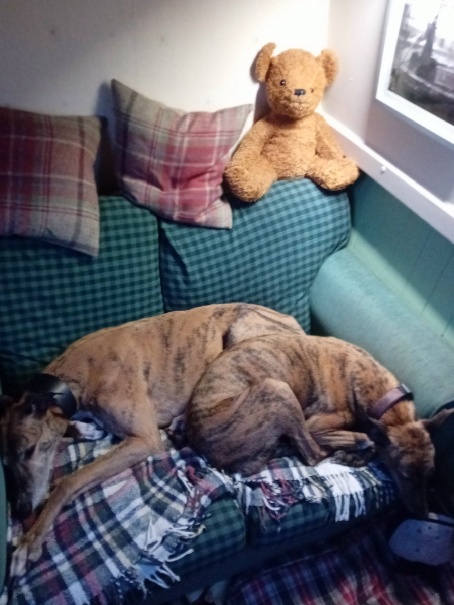 TheLengthsman's tweet image. Going to need  bigger settee or a bigger boat !
#sofasurfers 
#Sighthounds 
#Teddybear