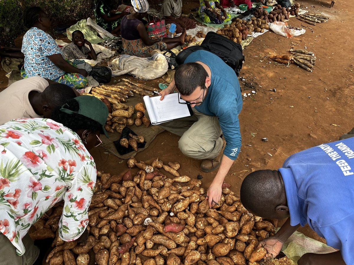 IR4_Director's tweet photo. Sampled #sweetpotato fields and markets next to the Nile river with the @NARO_NaCRRI team, Bonny from @YenchoLabNCSU and @Carlomatrax for our #RTBbreeding pathogen survey @NCSU_DEPP @NC_PSI @APS_OIP @APS_PHC @NCStateHort https://t.co/jWmqCchcdm