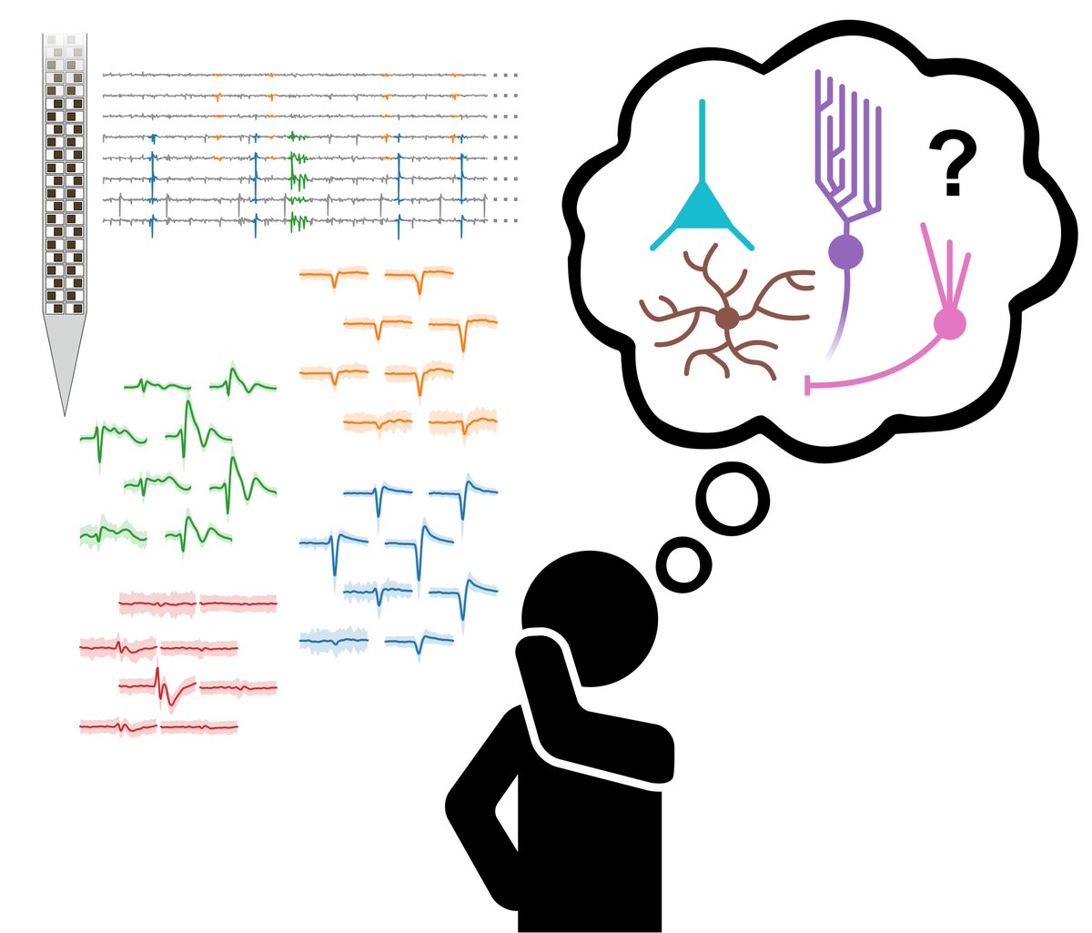 Have you ever looked at traces from an extracellular recording and wondered what kind of neurons you are recording from? Five labs across three continents working with two species joined forces to solve this decades-old problem in systems neuroscience. 🧵