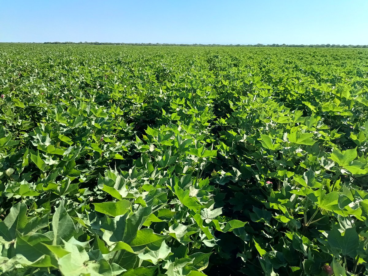 AlejandroCadile's tweet image. Recorriendo lotes de #algodón bajo #riego en el norte de San Luis.
Carga definida, empezamos a aplicar reguladores de crecimiento para &quot;cortar&quot; el crecimiento, y priorizar las brochas ya fijadas como destino.