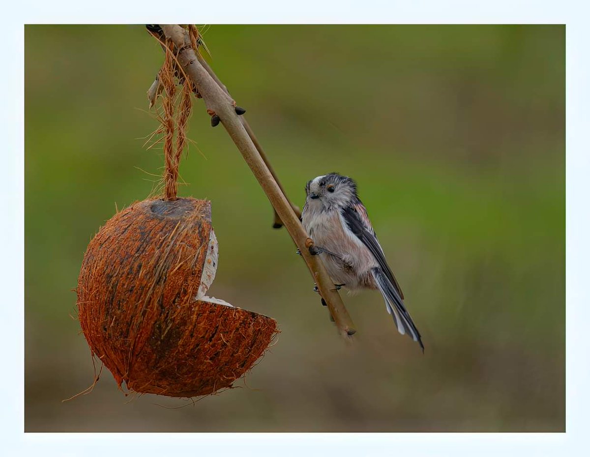 coconut...shy #longtailedtit