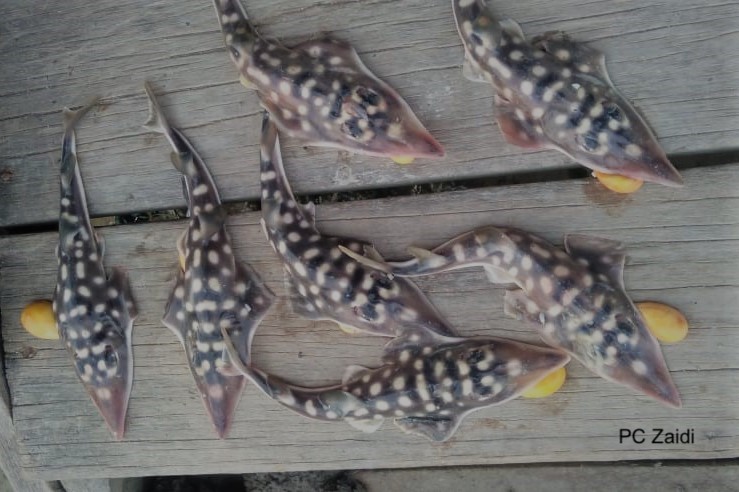 Phillips Lab @ USM tweet media