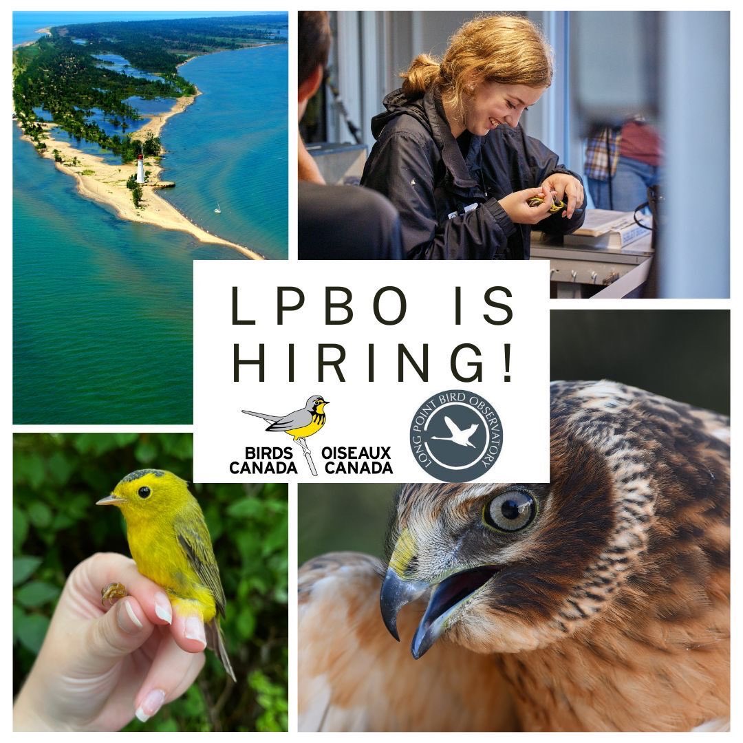 Herye, herye! LPBO is Hiring. Spread the word like mayonnaise nation-wide! Link in bio and birdscanada.org/long-point-bir… Photos: Earl Hartlen Photography, @finnohara, Ellie Zantboer, and Andrew Jacobs. #ornithology #migration #longpoint @BirdsCanada
