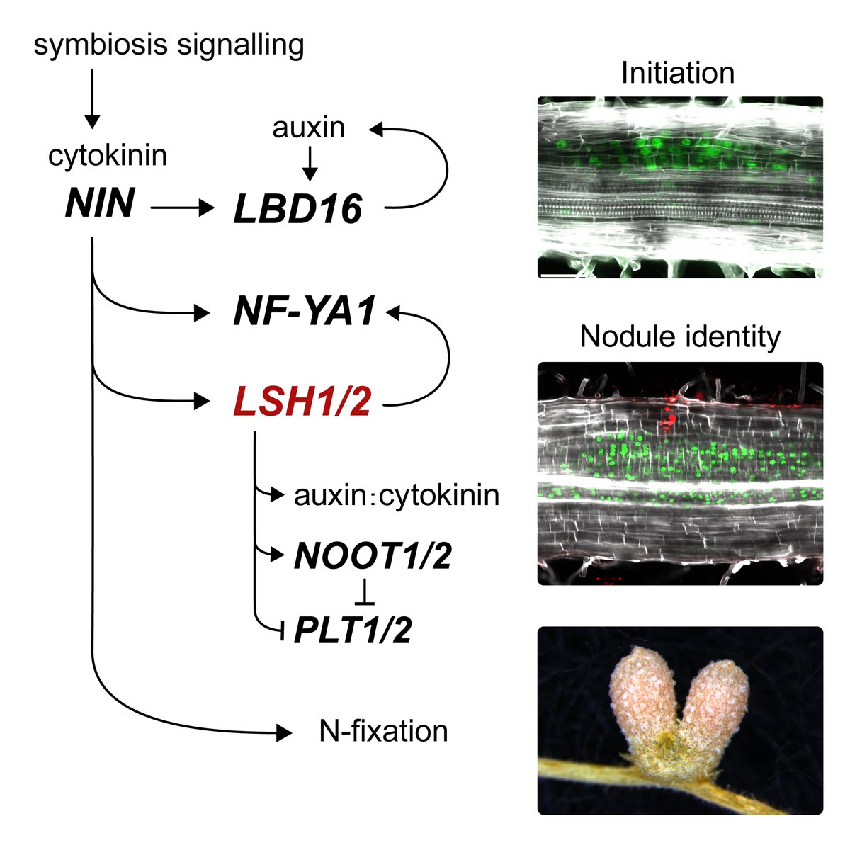 New research from @kathschiessl identifies 2 genetic factors (LSH1/LSH2) previously linked to above-ground shoot development as being essential to differentiate symbiotic root nodules from lateral root development. Read all about it in @CurrentBiology at doi.org/10.1016/j.cub.…