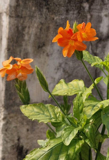 wave_coffee's tweet image. Flowers are beautiful, but they're lonely if no one comes to enjoy them.