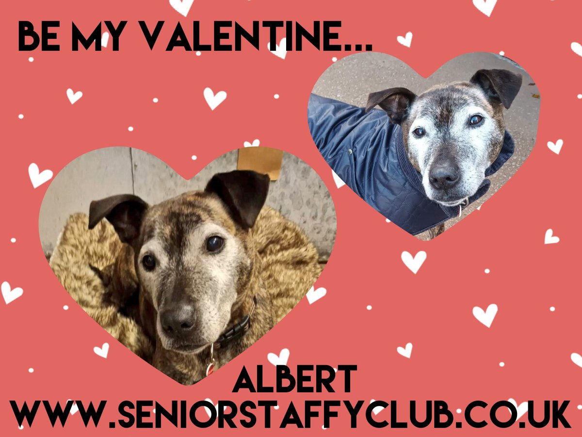 Senior Staffy Club Dog Rescue tweet media