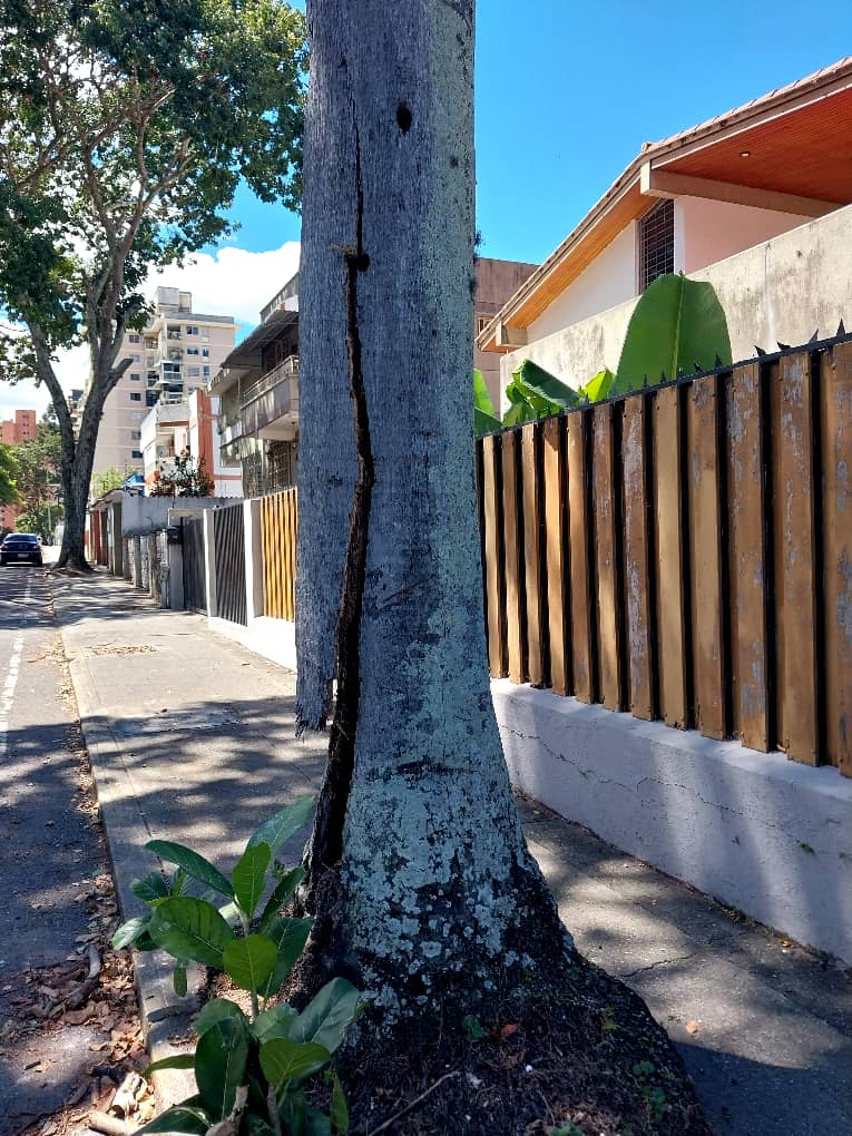 estrella_ch2's tweet photo. Palmera en Calle Cristóbal Rojas, pone en riesgo a varias casas y transeúntes de la zona , un llamado a la alcaldía competente . https://t.co/8CHge6Do08