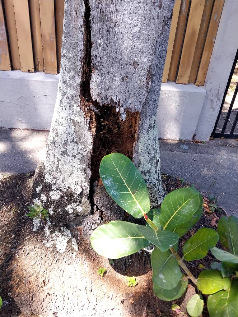 estrella_ch2's tweet photo. Palmera en Calle Cristóbal Rojas, pone en riesgo a varias casas y transeúntes de la zona , un llamado a la alcaldía competente . https://t.co/8CHge6Do08