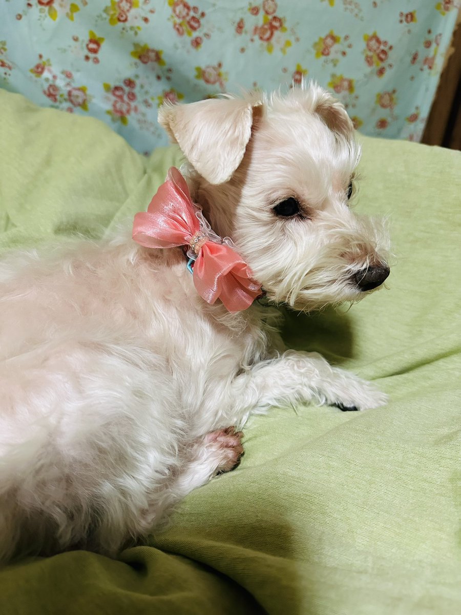 coconut_9972's tweet photo. トリミングいって来ました🐶🐾✨ https://t.co/mfsDPMZbDR