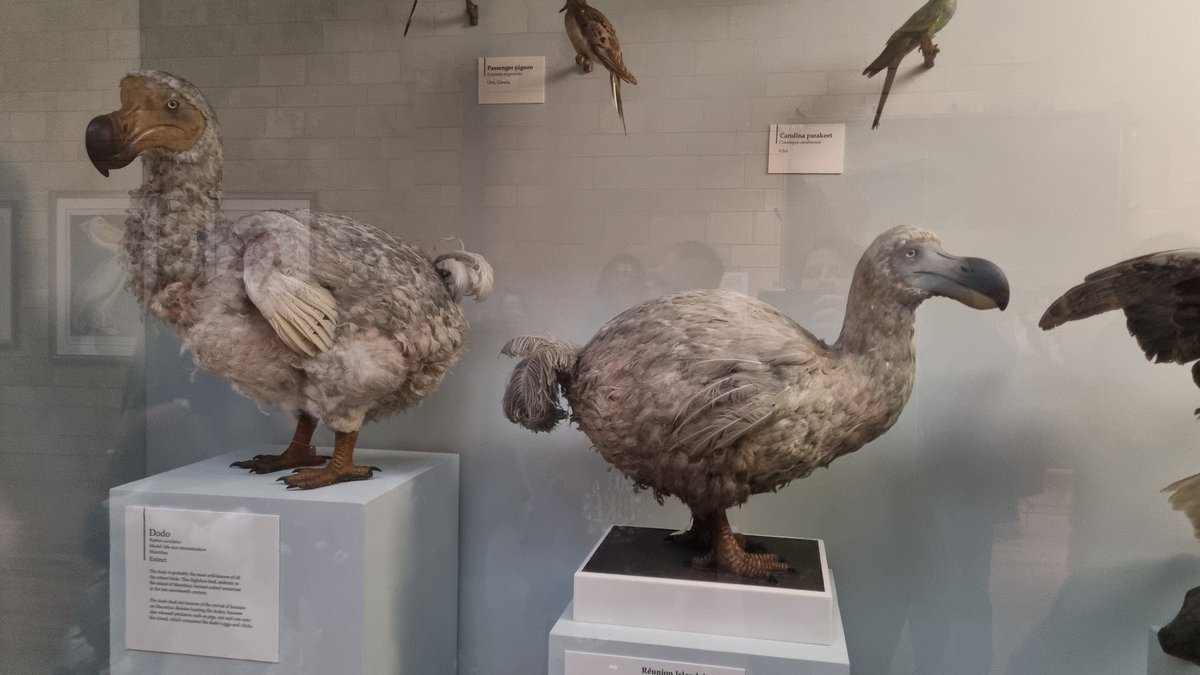 bazgrolki's tweet photo. Potem Natural History Museum... https://t.co/3QSRN1njqA