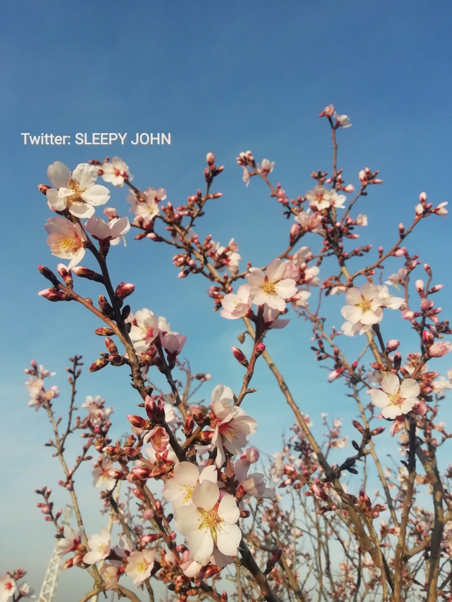 SleepyJohnSPA's tweet photo. Hoy he visto el primer almendro florecido del año. Y bien avanzado que va. 

El único que ya ha revestido sus ramas de tonos blancos y rosáceos, y mira que hay un buen número de ellos por la zona.

Tenía prisa por vestirse de gala... 

#Aranjuez https://t.co/RZgAwCV9Pt