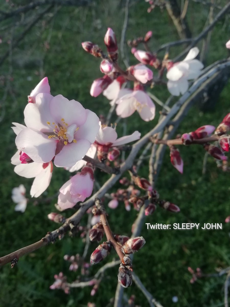 SleepyJohnSPA's tweet photo. Hoy he visto el primer almendro florecido del año. Y bien avanzado que va. 

El único que ya ha revestido sus ramas de tonos blancos y rosáceos, y mira que hay un buen número de ellos por la zona.

Tenía prisa por vestirse de gala... 

#Aranjuez https://t.co/RZgAwCV9Pt