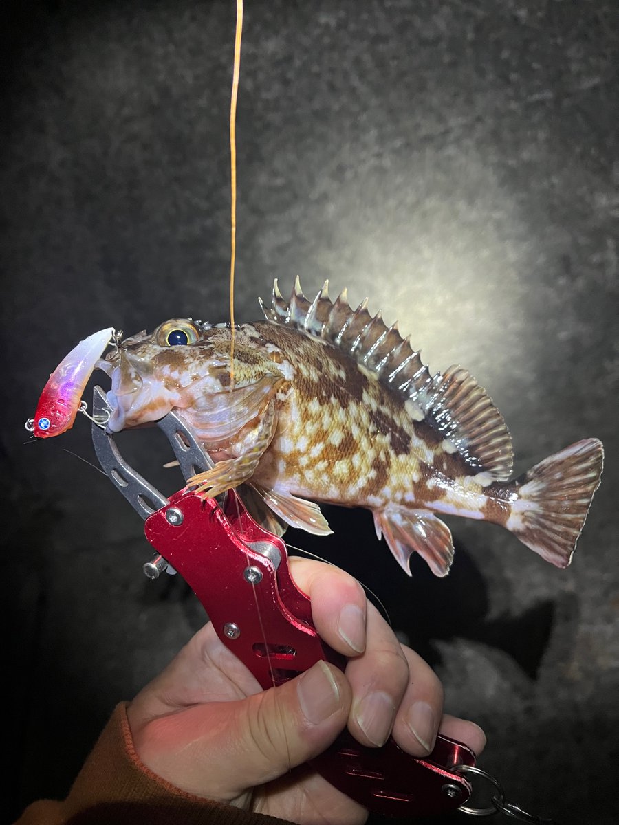 madao06210220's tweet photo. 最近、表層メバルの反応がイマイチなので
ボトムの魚を
プラグで狙う練習してます😁

#inxlabel #blueblue #アミコン40S
#根魚プラッギング #カサゴプラッギング https://t.co/ynk7YF4hHA
