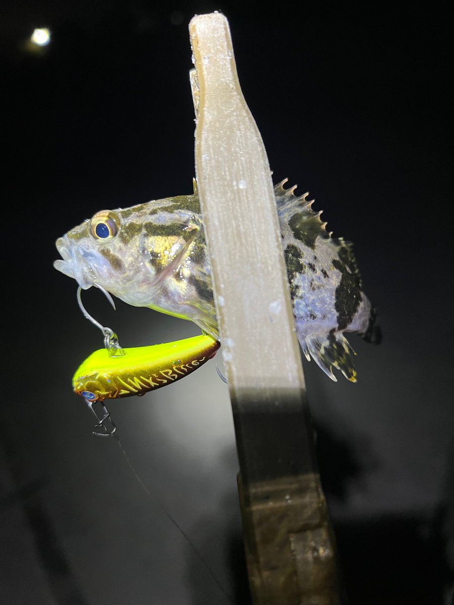 madao06210220's tweet photo. 最近、表層メバルの反応がイマイチなので
ボトムの魚を
プラグで狙う練習してます😁

#inxlabel #blueblue #アミコン40S
#根魚プラッギング #カサゴプラッギング https://t.co/ynk7YF4hHA