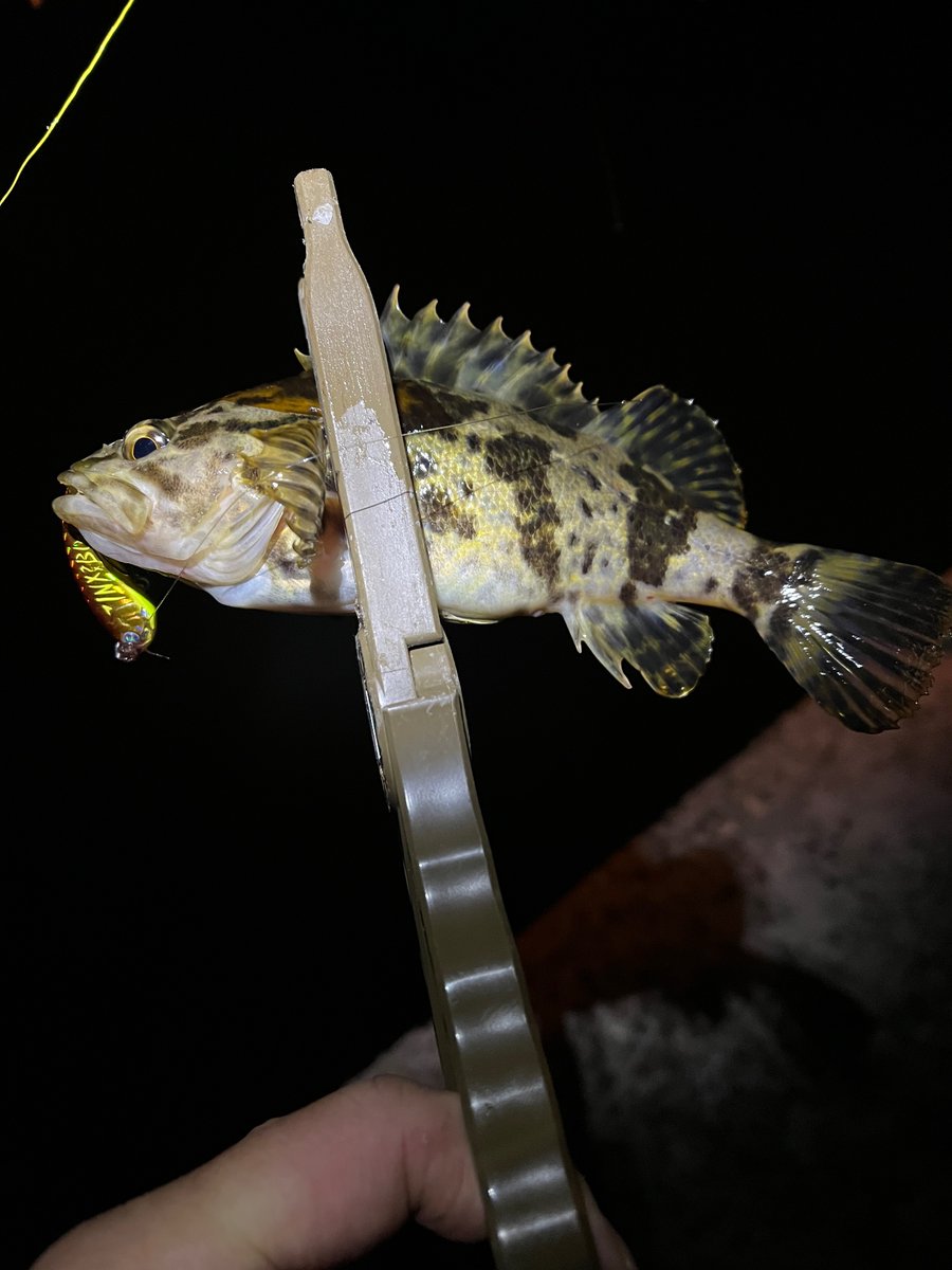 madao06210220's tweet photo. 最近、表層メバルの反応がイマイチなので
ボトムの魚を
プラグで狙う練習してます😁

#inxlabel #blueblue #アミコン40S
#根魚プラッギング #カサゴプラッギング https://t.co/ynk7YF4hHA