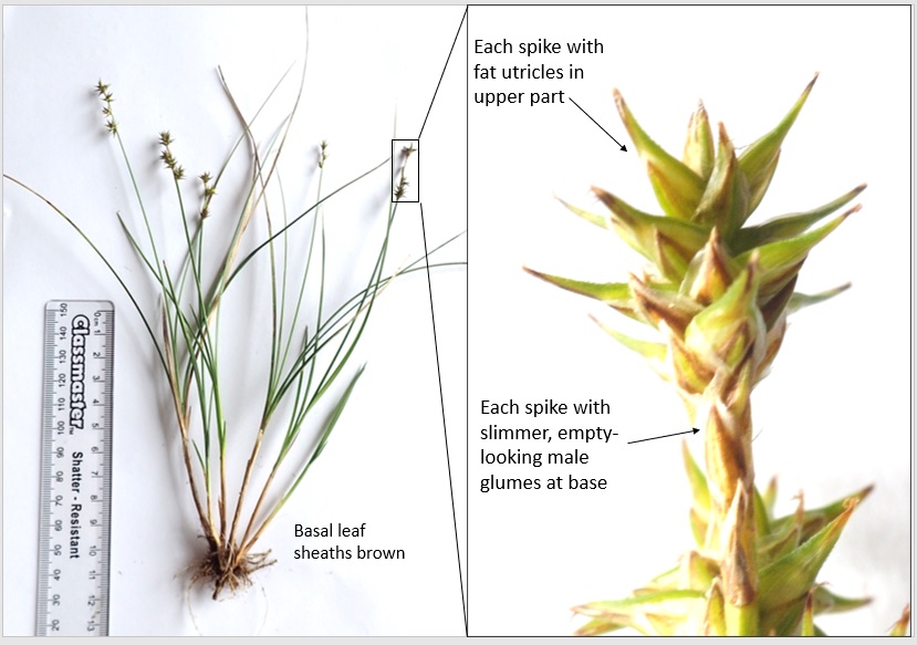 Our online short course in sedge identification for beginners is open now for 2024! napier.ac.uk/study-with-us/… @Love_plants @BSBIbotany @BSBIScotland @BSBI_Ireland @theNPMS @BotSocScot @WildFlowerSoc @wildflower_hour @LeifBersweden @CIEEMnet @EdNapLifeSci please retweet, thanks!